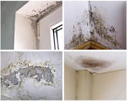 Damp and Mould