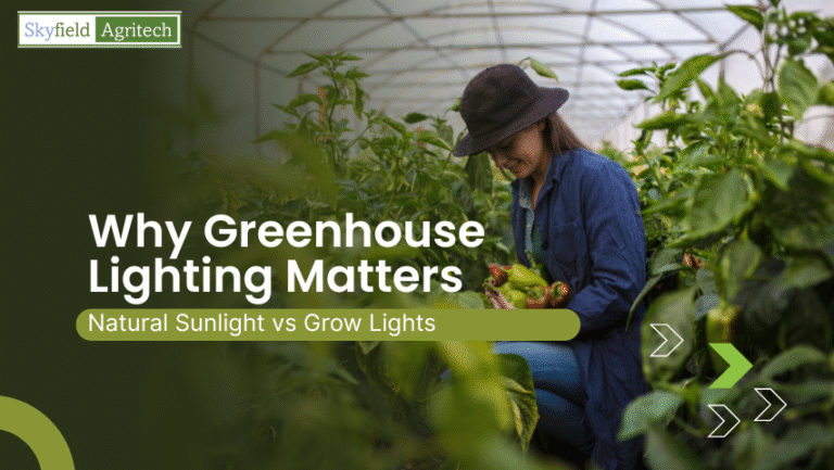 Why Greenhouse Lighting Matters: Natural Sunlight vs Grow Lights