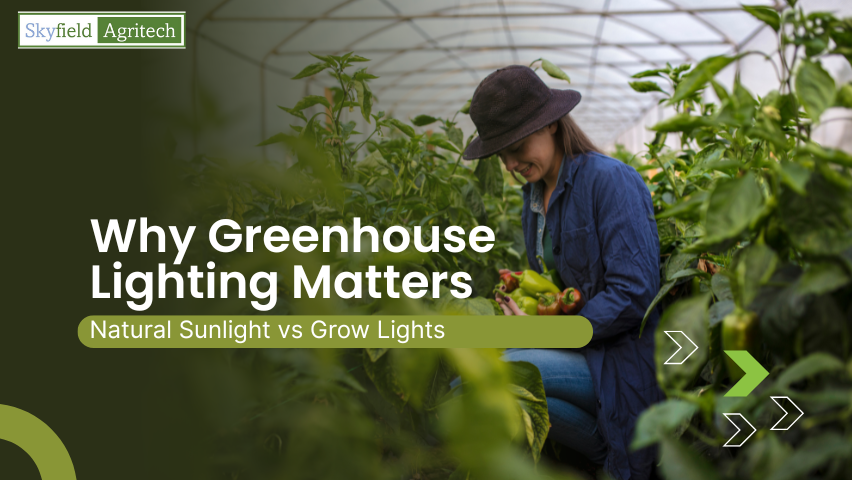Why Greenhouse Lighting Matters: Natural Sunlight vs Grow Lights