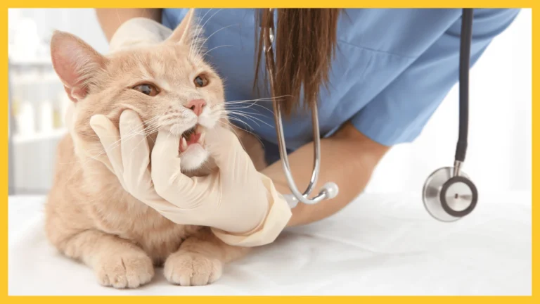 Your Cat Drinking Too Much Water