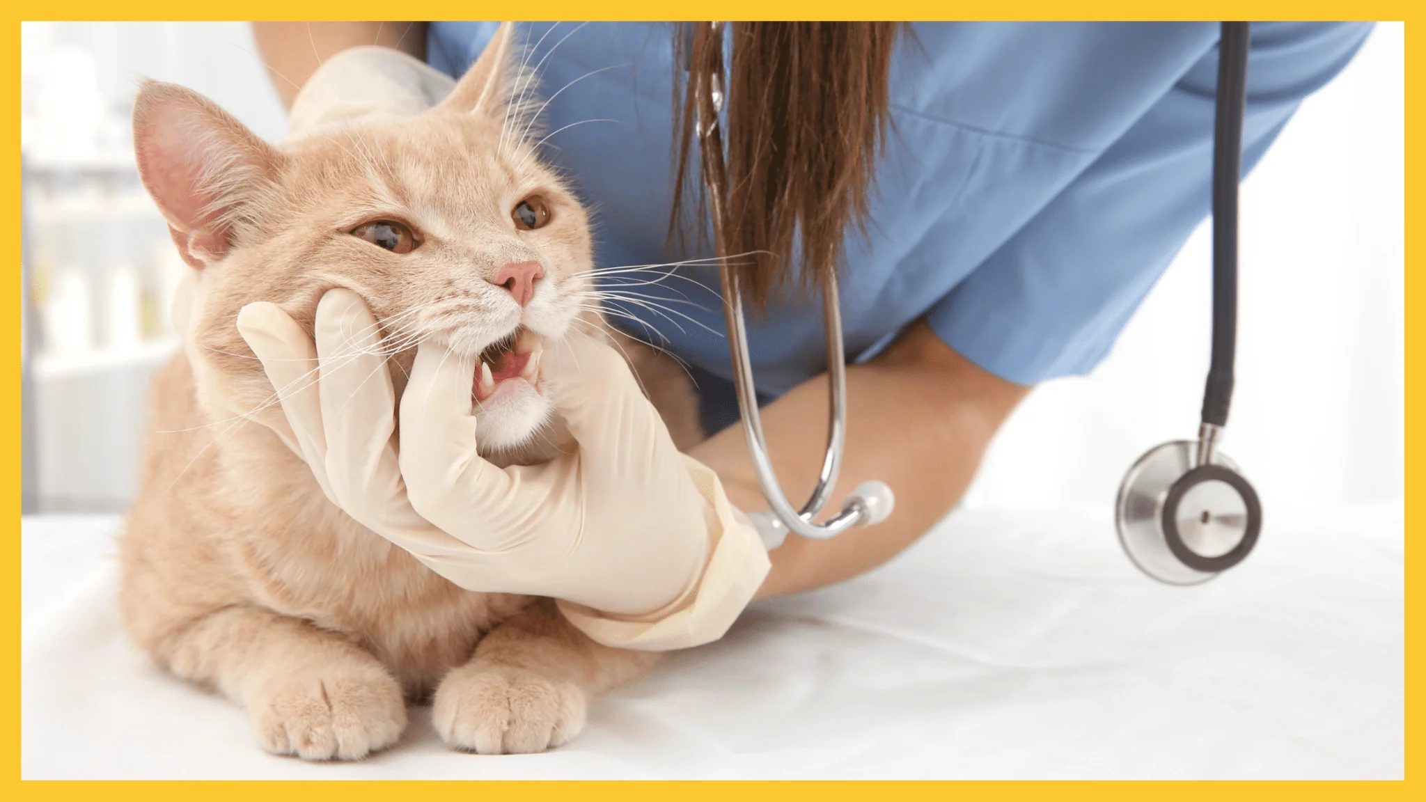 Your Cat Drinking Too Much Water